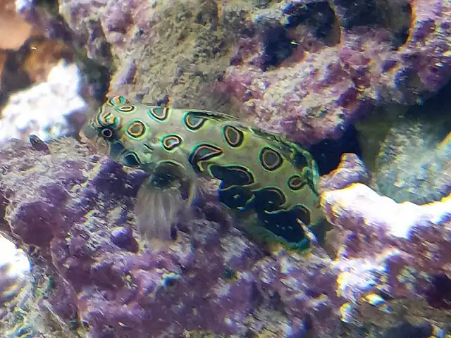 Mandarin Spotted Dragonet - qm