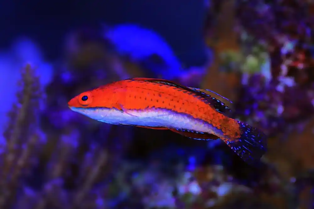 Live 9/11/25 Redfin Fairy Wrasse - qm