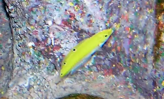Canarytop Wrasse - qm