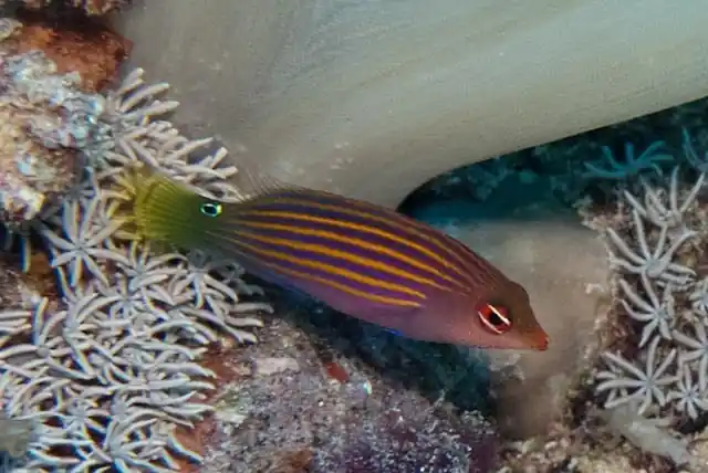 Six Line Wrasse - qm