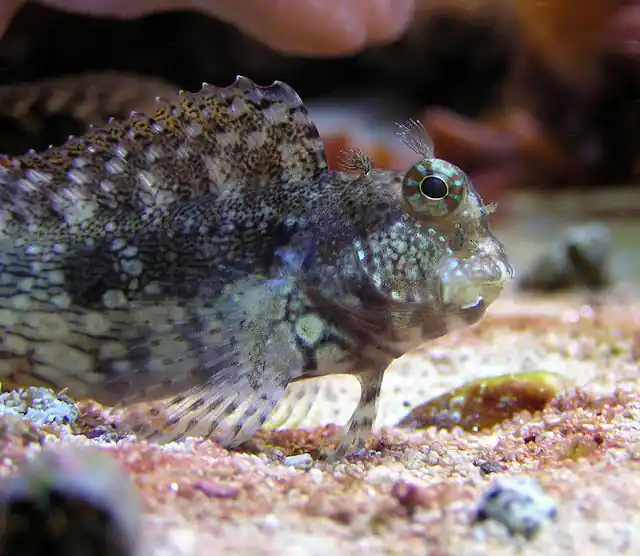 Sailfin / Algae Blenny MAC Certified - qm