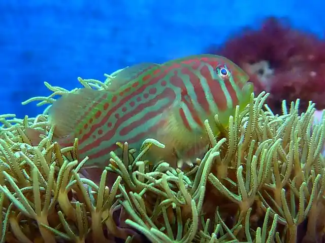 Green Clown Goby - qm