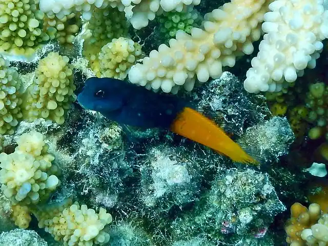 Bicolor Blenny - qm