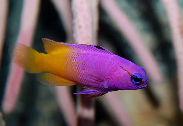 Royal Gramma Basslet - qm