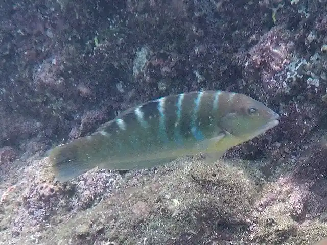 Banded Wrasse - qm
