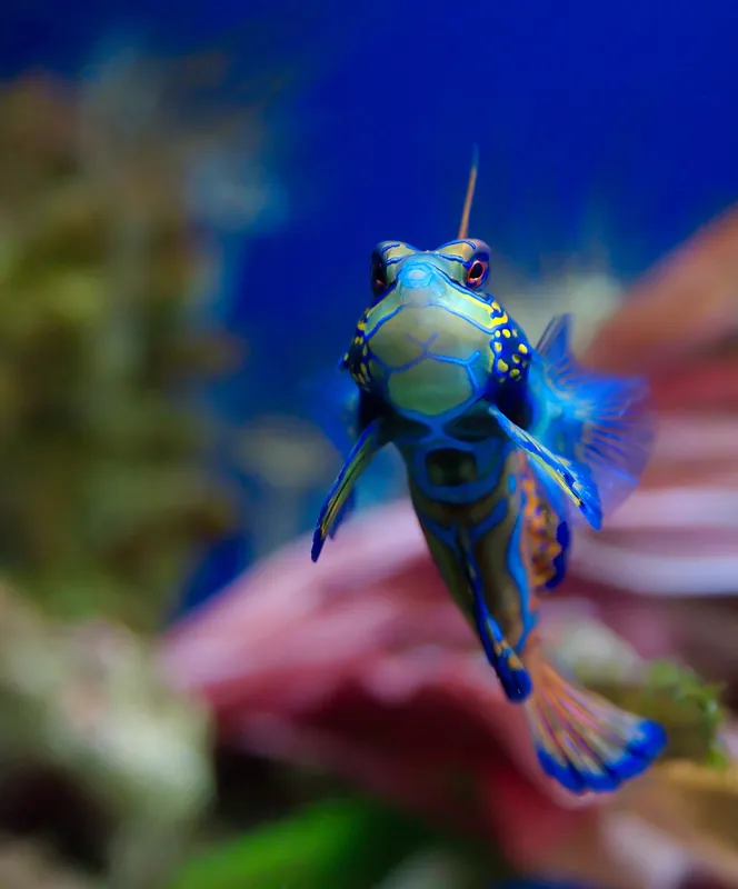 Mandarin Green Dragonet - qm