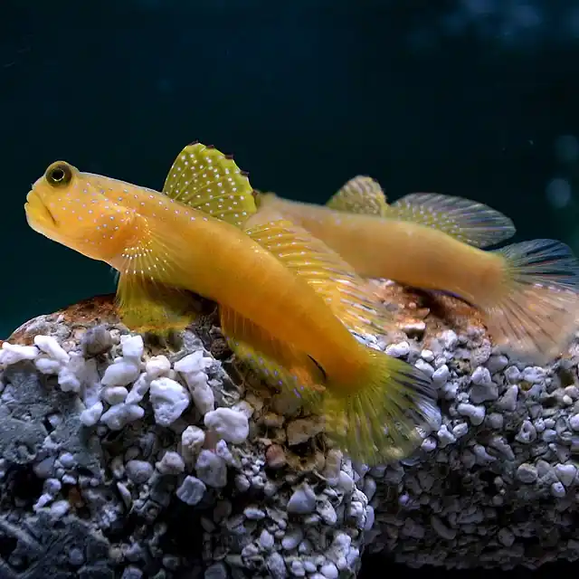 True Watchman Goby - qm