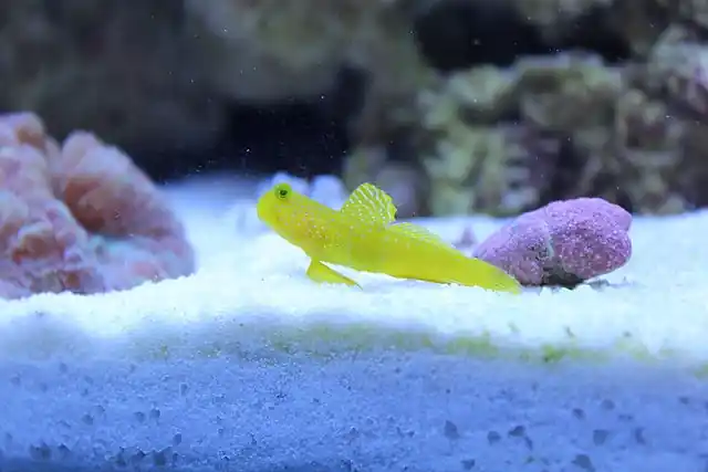 False Watchman Goby - qm