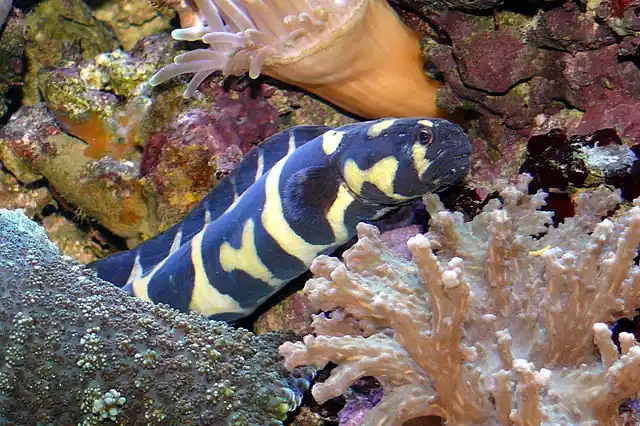Engineer Goby - qm