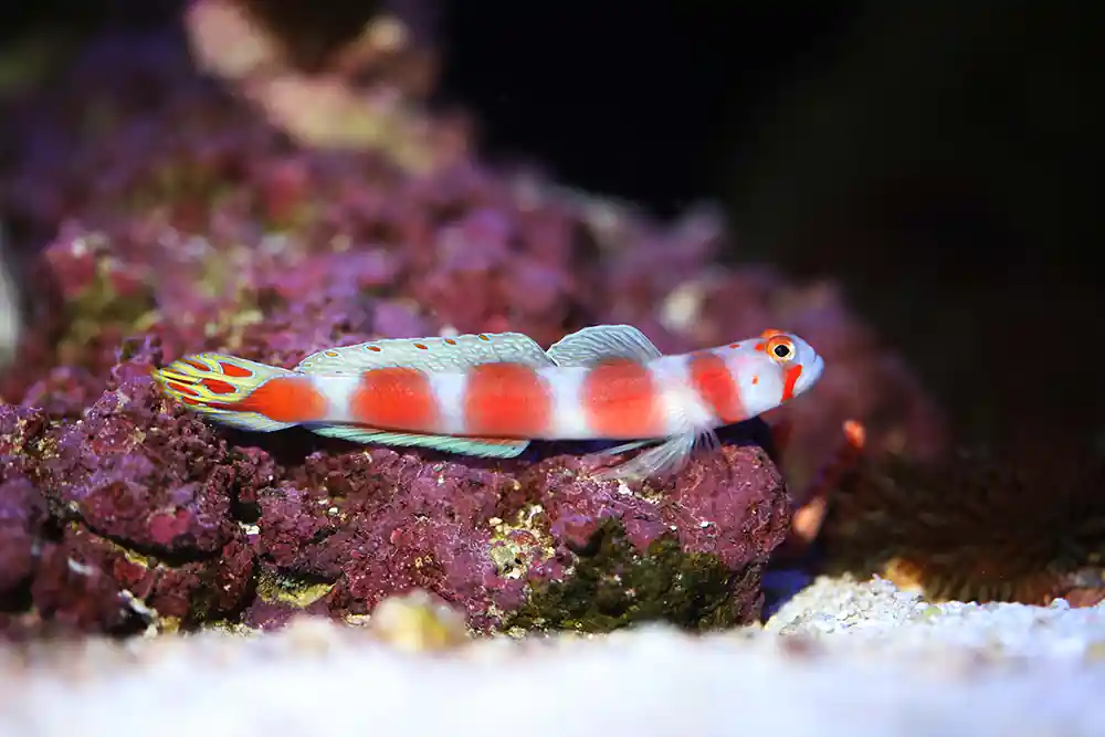 Pinkbar Goby :: South Asia - qm