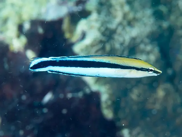 Common Cleaner Wrasse - qm