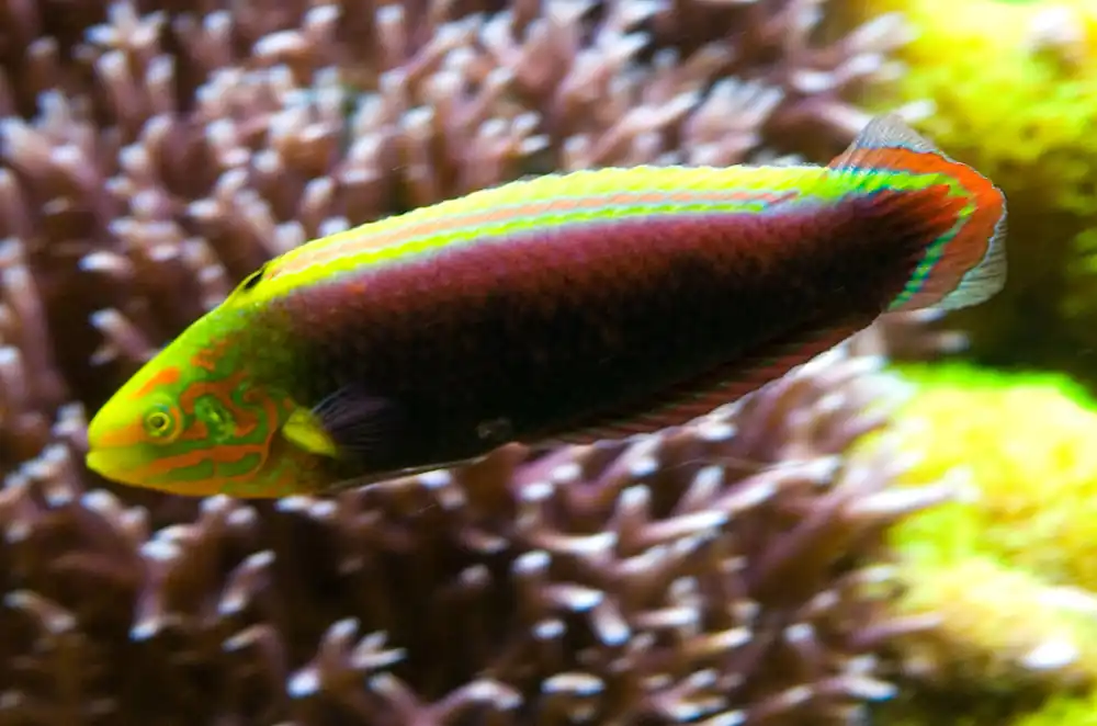 Radiant Wrasse - qm