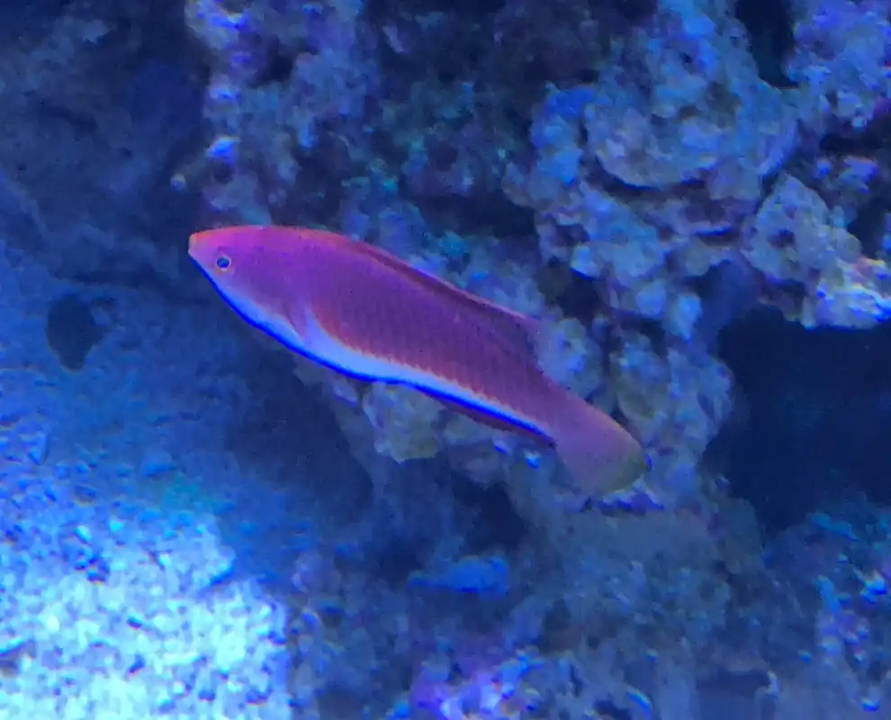 Blue Throat Sailfin Fairy Wrasse - qm