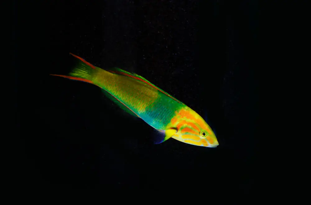 Banana Wrasse - qm