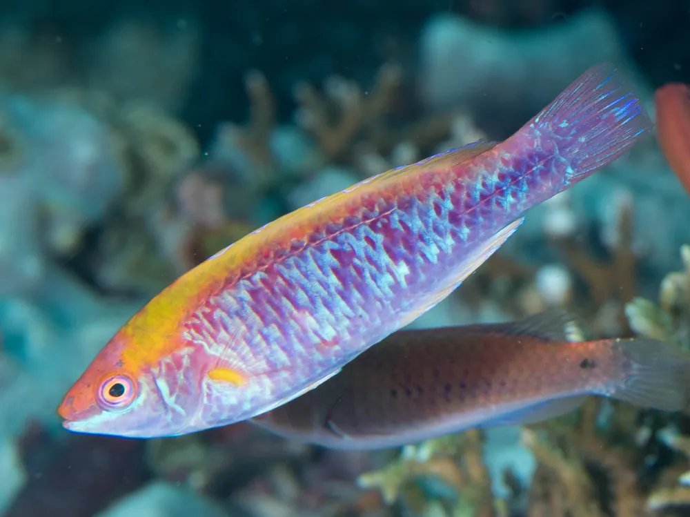 Multicolor Fairy Wrasse - qm