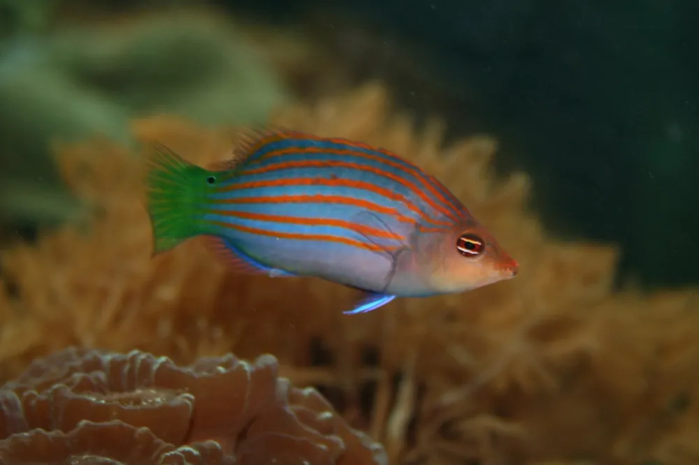 Six Line Wrasse MAC Certified - qm