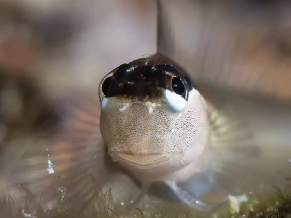 Twinspot Blenny - qm