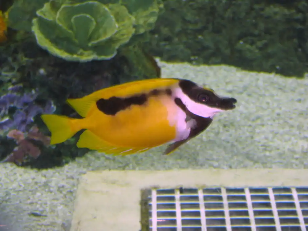 One Spot Foxface Rabbitfish - qm