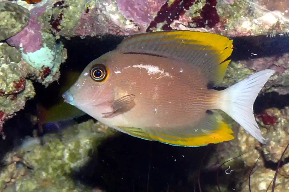 Tomini Bristletooth Tang - qm