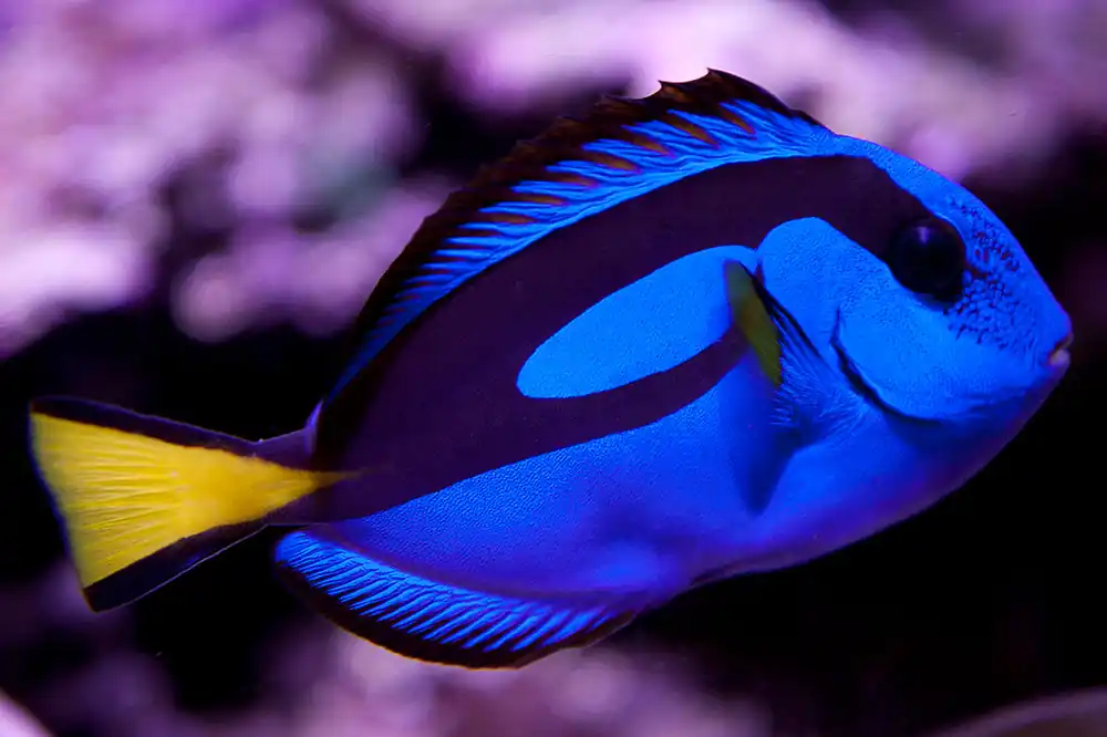 Blue Hippo Tang :: Eastern Asia - qm