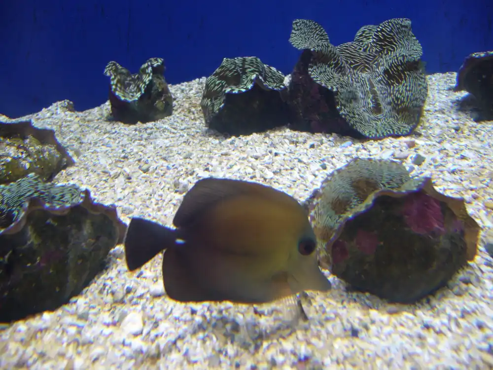 Scopas Tang - qm
