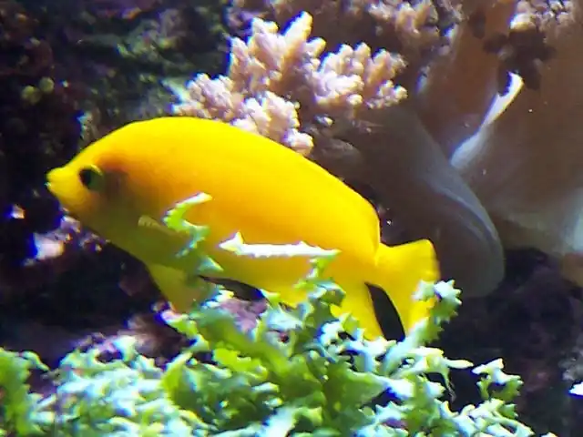 Yellow Angel - qm