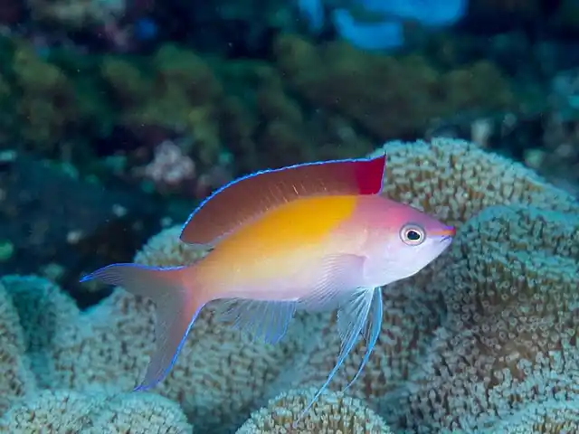 Dispar Anthias :: Eastern Asia - qm
