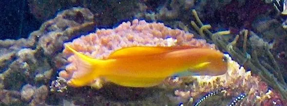 Midas Blenny :: Africa / Red Sea - qm
