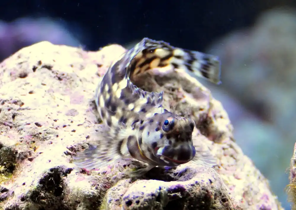 Sailfin / Algae Blenny :: South Asia - qm