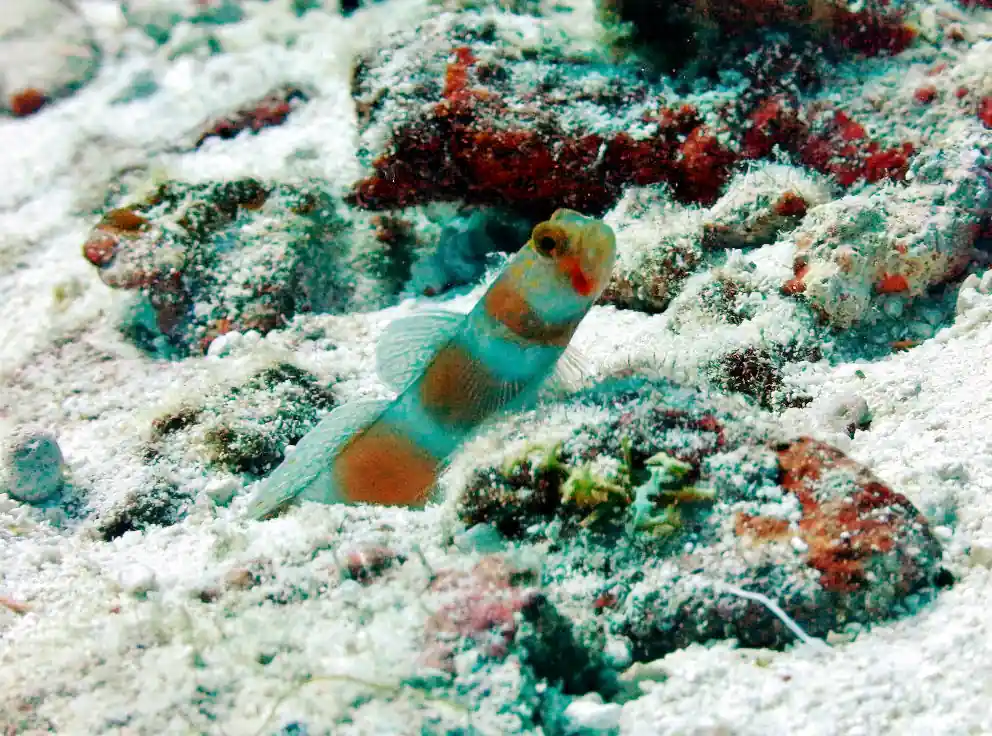 Pinkbar Goby :: Africa / Red Sea - qm