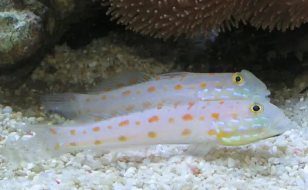 Watchman Diamond Goby - qm