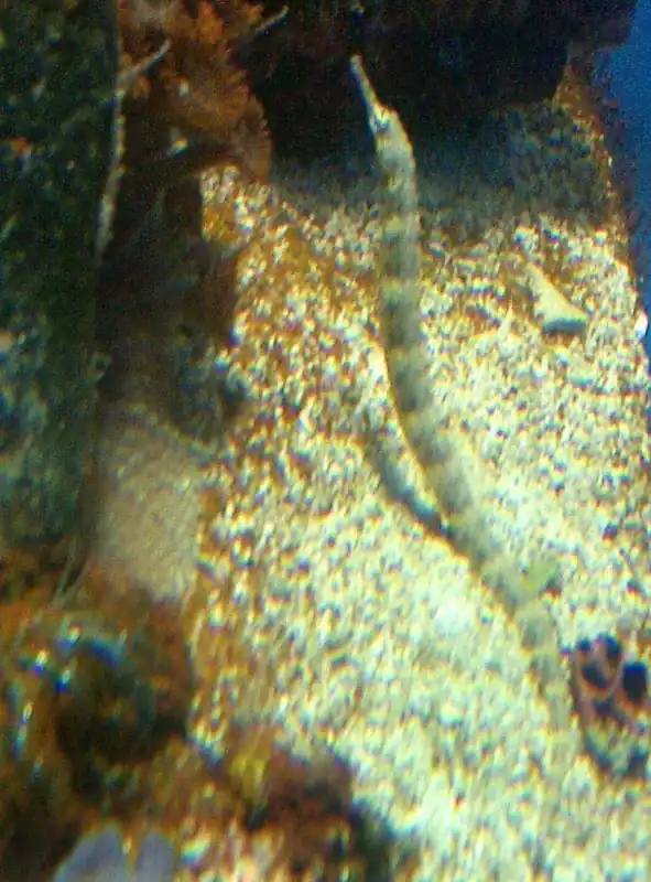 Dragonface Pipefish - qm