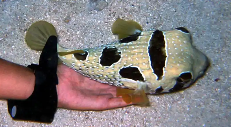 Black-blotched Porcupine Puffer :: Eastern Asia