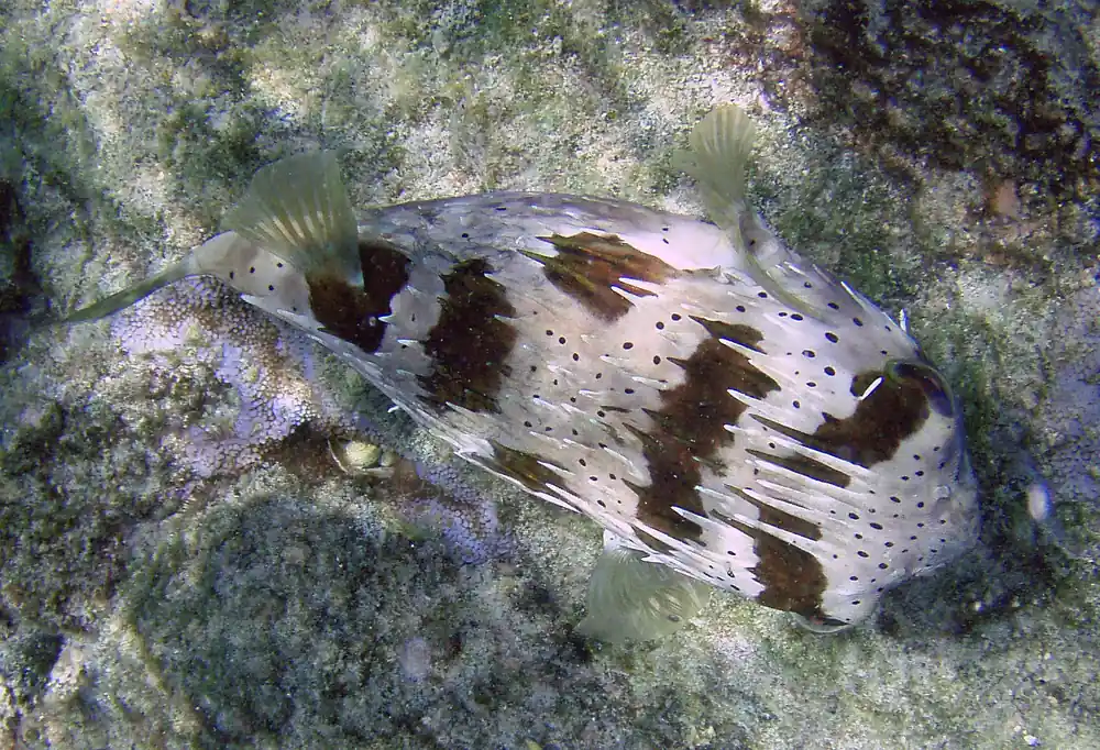 Longspined Porcupine Puffer :: West Americas - qm