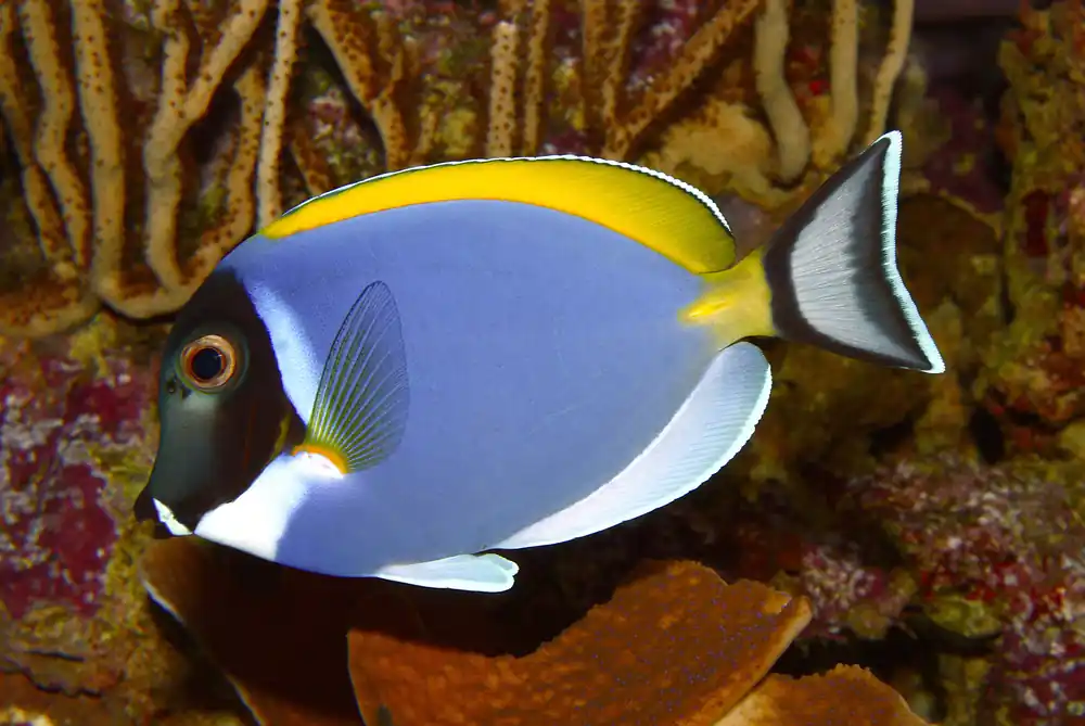 Powder Blue Tang :: South Asia - qm