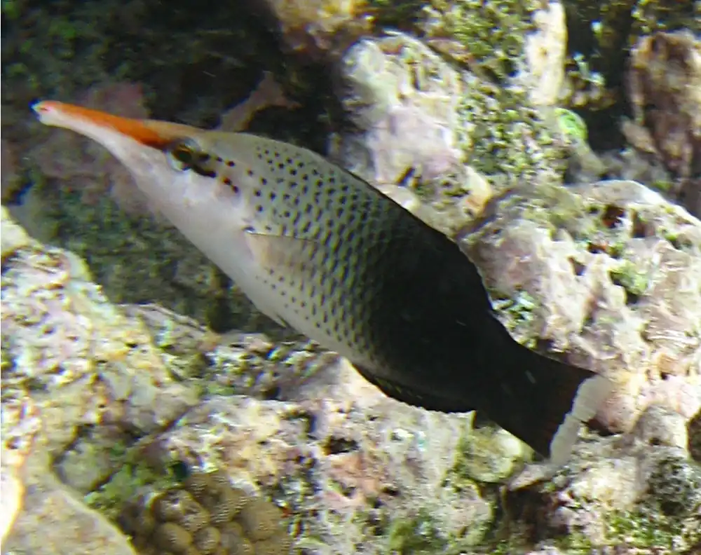 Bird Green Male Wrasse - qm