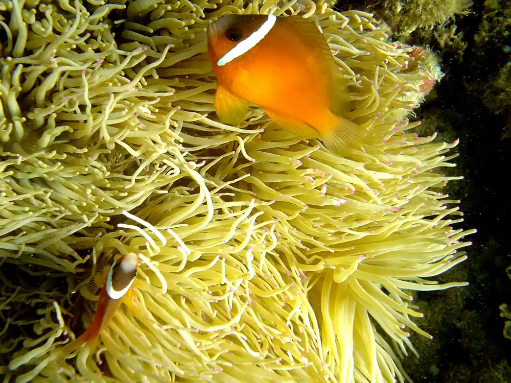 Barberi Tomato Clownfish MAC Certified - qm