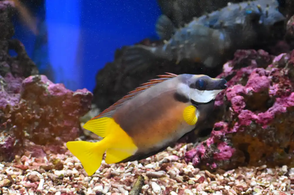 Bicolor Foxface Rabbitfish MAC Certified - qm