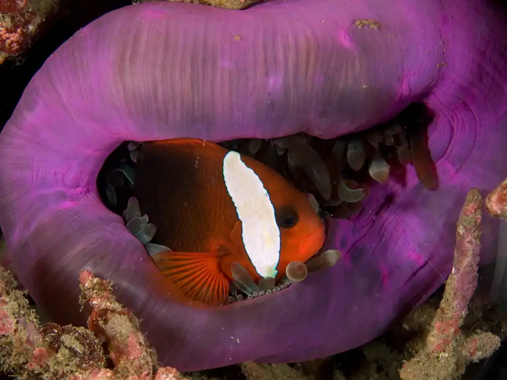 Cinnamon Clownfish Aquacultured - qm