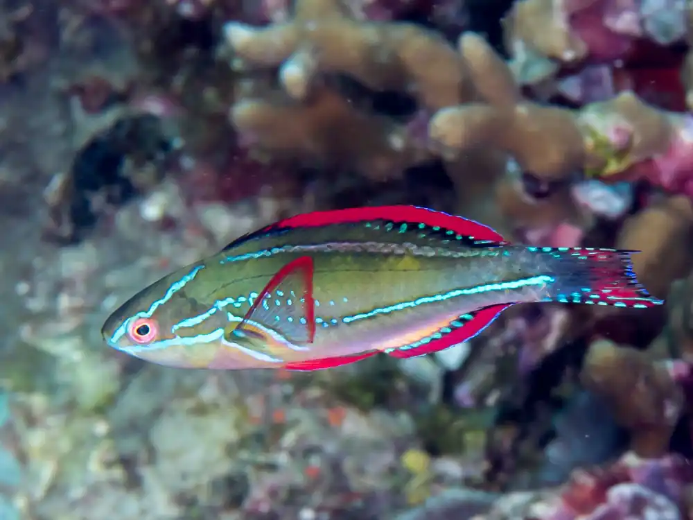 Exquisite Male Wrasse MAC Certified - qm