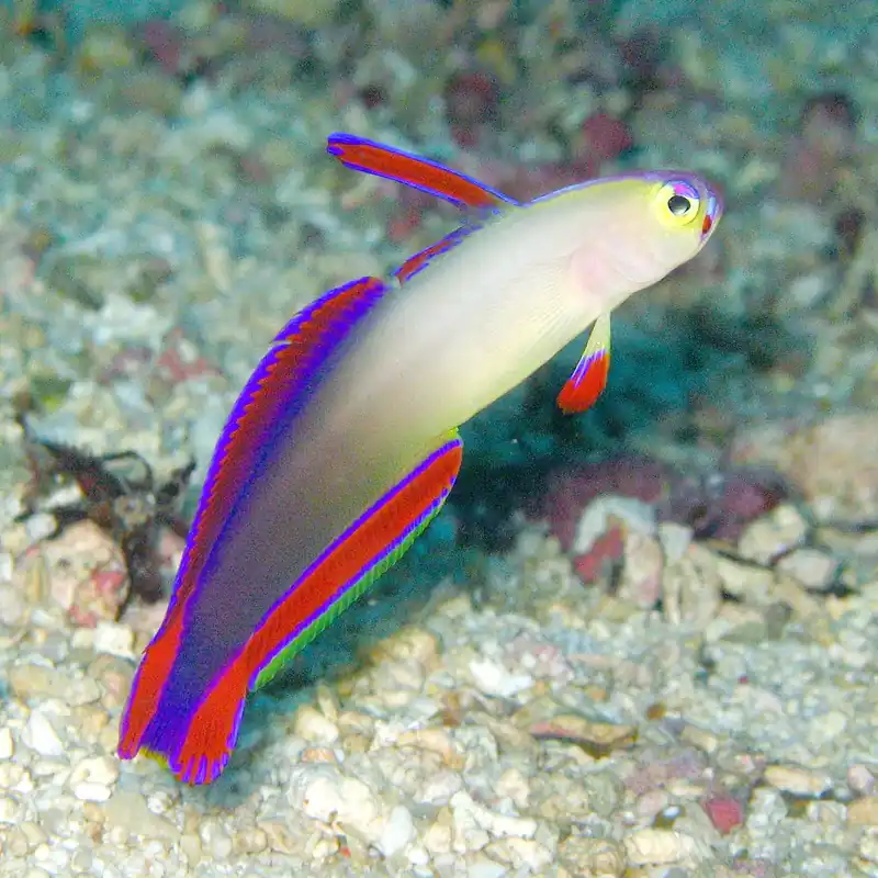 Firefish Purple Goby - qm