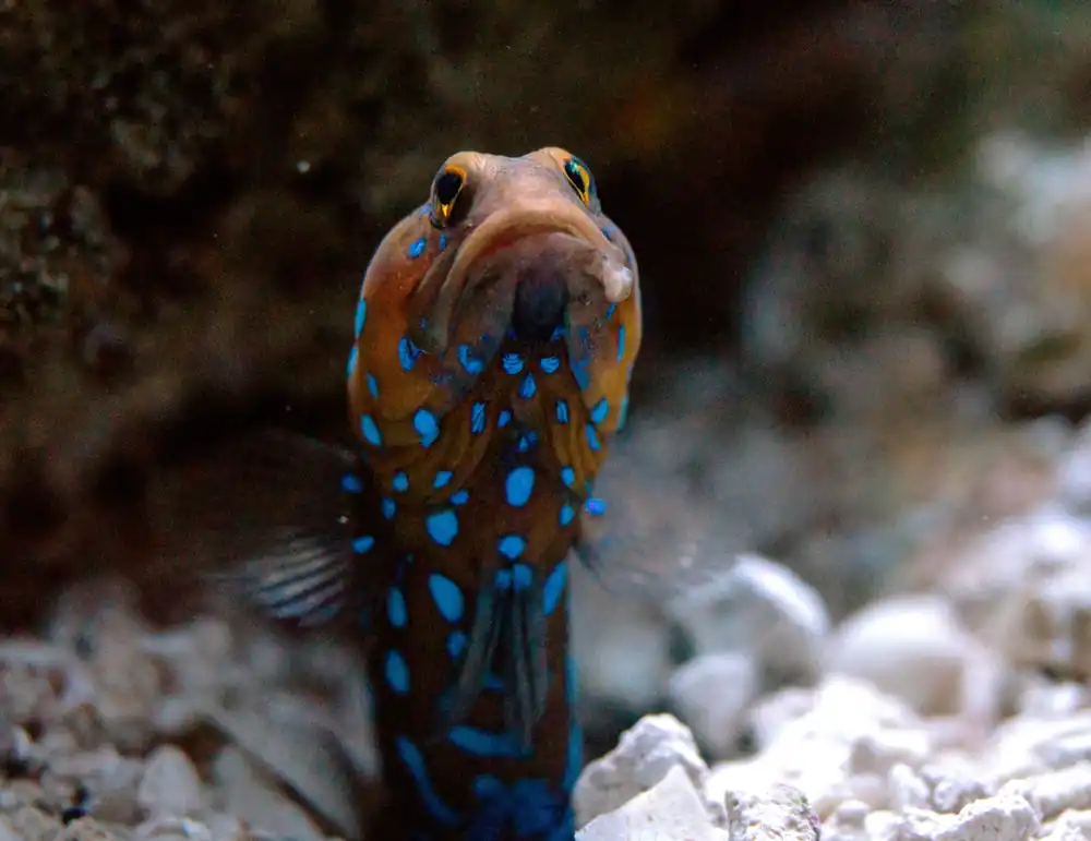 Jawfish Blue Dot Goby - qm
