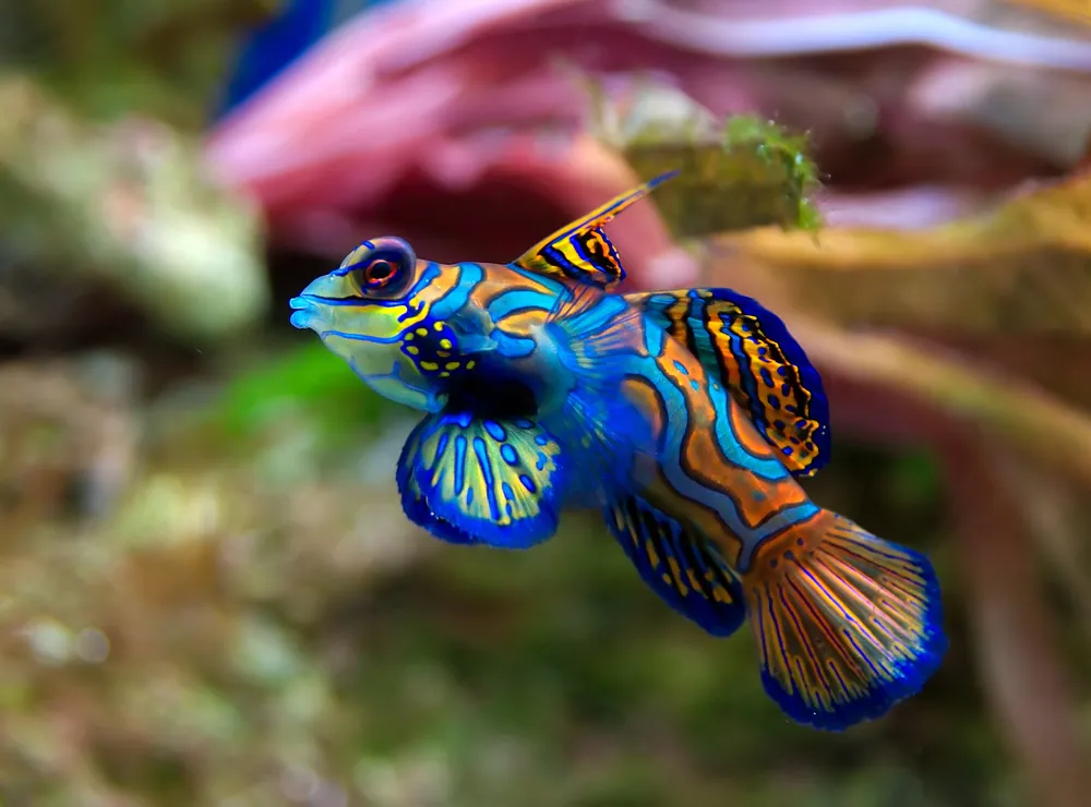 Mandarin Green Dragonet MAC Certified - qm