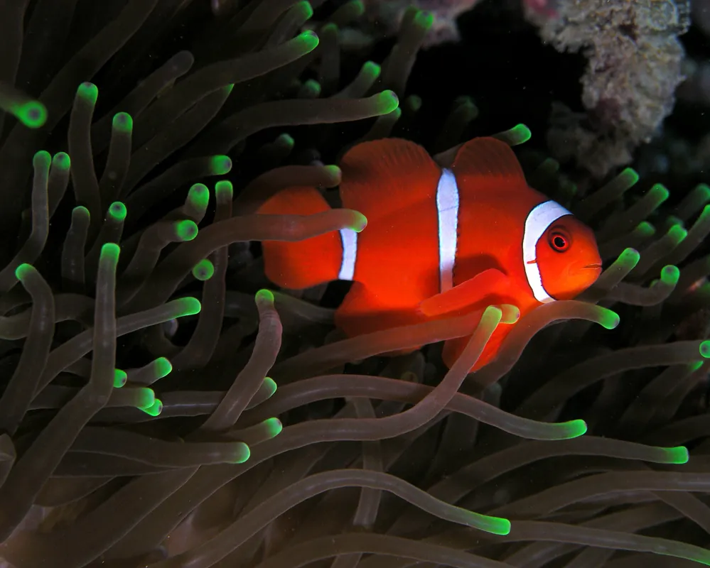 Maroon Clownfish Aquacultured - qm