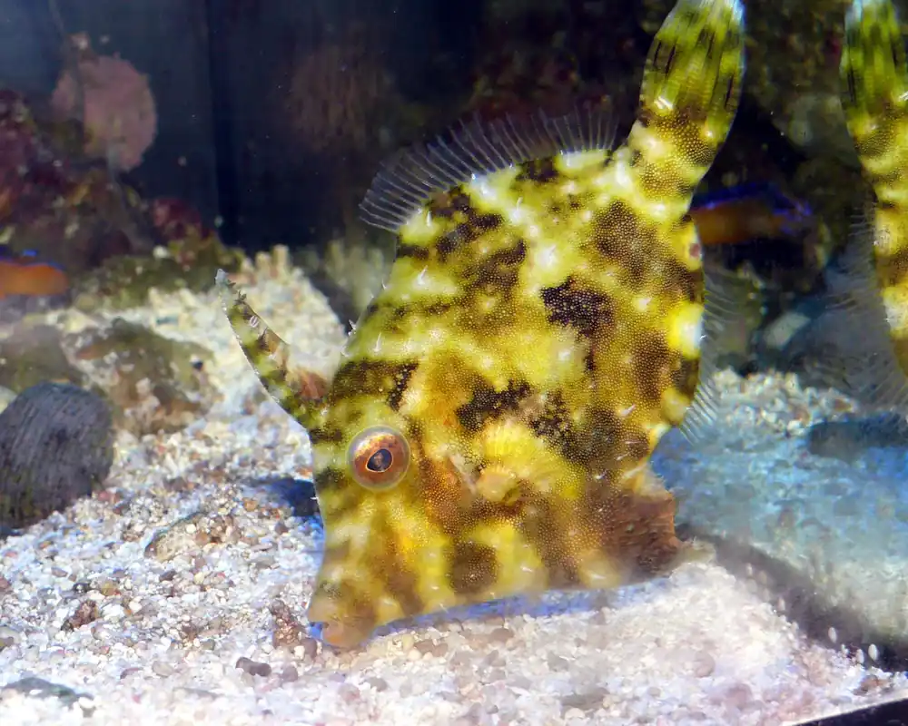 Matted "Aiptasia-Eating" Leatherjacket Filefish