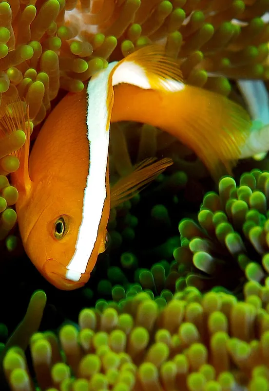Orange Skunk Clownfish Aquacultured - qm