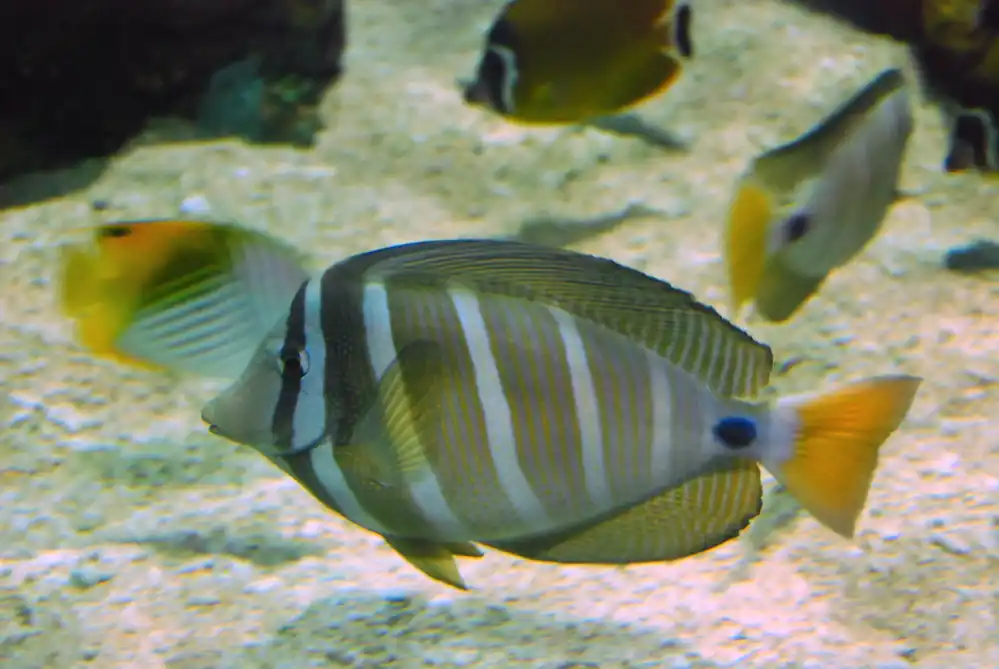 Sailfin Tang MAC Certified - qm