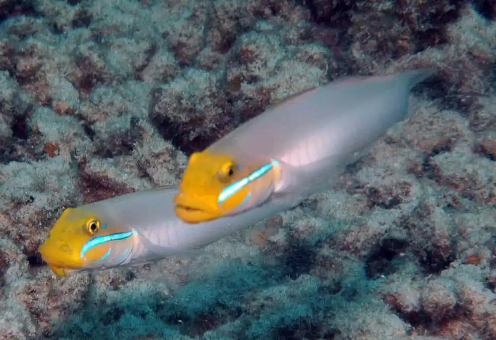 Sleeper Golden Head Goby MAC Certified - qm