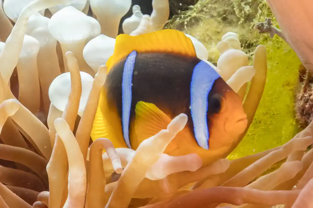 Spotcinctus Two Banded Clownfish Aquacultured - qm