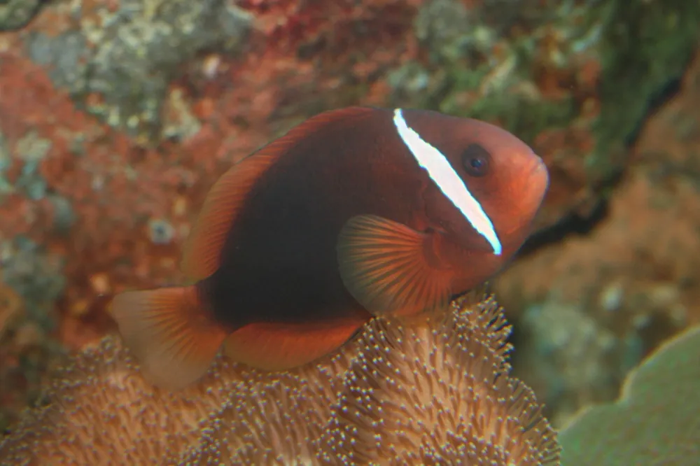 Tomato Clownfish Aquacultured - qm